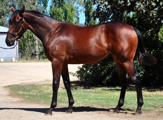 LOT 206 Rock Hero X Speed Queen