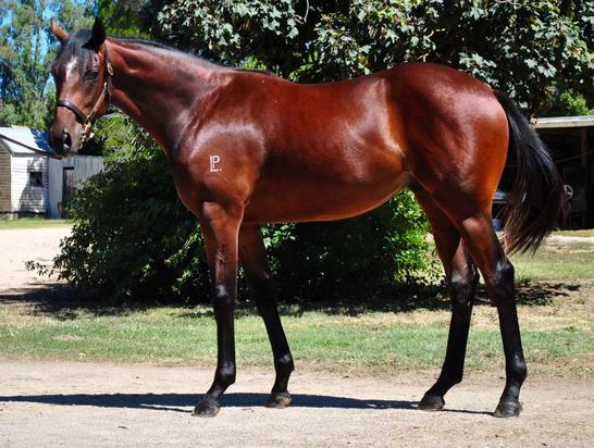 LOT 383 Rock Hero X Sacred Spirit