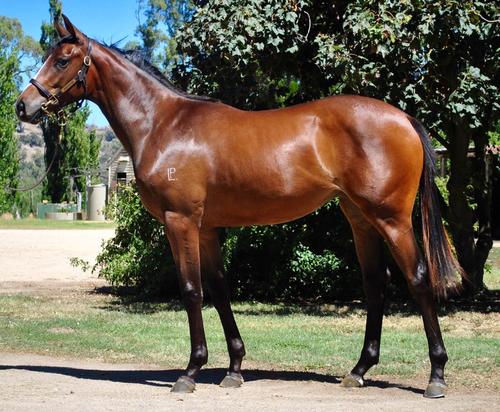 LOT 399 Rock Hero X Sunday Mist
