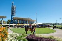 Stable Runners For The Sunshine Coast On Saturday