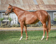 More On The DAWN APPROACH x ILLINOIS GIRL Filly