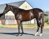 More On The DREAM AHEAD X FRENCH NEWS Filly