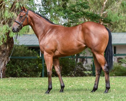 Snitzel X Tripled 16