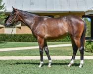 More On The So You Think X Catching Moonbeams Filly