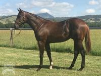 More On The BETTER THAN READY X VIS A TERGO COLT