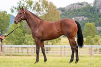 More On The Fastnet Rock X Blizzardly Colt On Offer