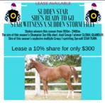 Current Leases Available STAR WITNESS X SUDDEN STORM Filly