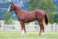 The Hottest Sire in Australia Present's A Colt From A Fast American Pedigree