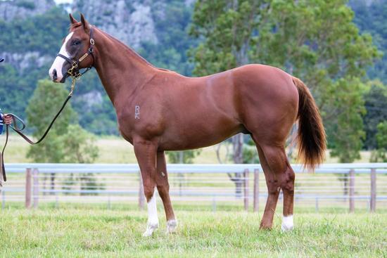 Snitzel X Miss Charming 16
