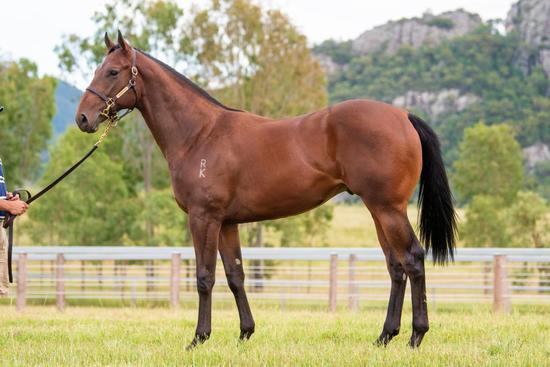 Fastnet Rock X Blizzardly 16