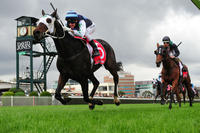 New Zealand Horses make there mark in AUS