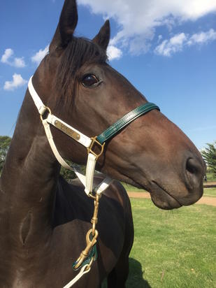 My Boy Charlie X Crimson Gem