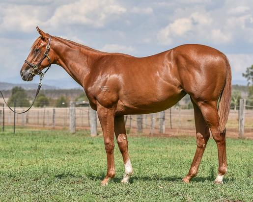 Stratum X Stellaglacier