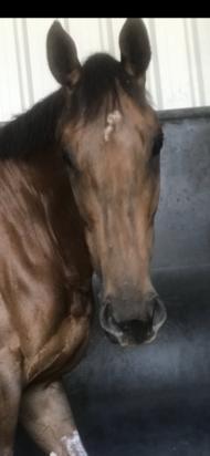 Arabella Ekcels
