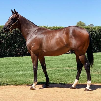 Brazen Beau X Andrioli