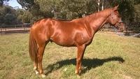 Metro Double to JIMMY CHOUX Adds to Appeal of John Thompson colt