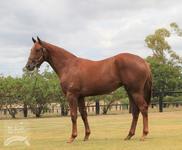 Sebring filly rounds out Magic Millions acquisitions