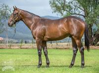 Aquis and Proven strike early at the 2017 Magic Millions