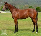 More Than Ready filly joins Proven Thoroughbreds