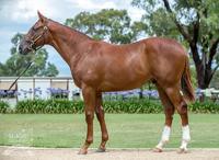 Eurozone colt out of stakes winning mare!