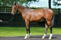 Three exceptionally priced yearlings from Karaka!