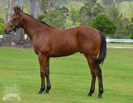 Colt from a Redoute’s Choice mare secured for $60k