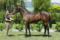 Yearlings by SAVABEEL & TAVISTOCK from Karaka!