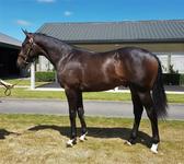 Outstanding colt from Karaka Select Sale