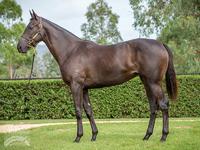 Proven picks up two at Adelaide Magic Millions Yearling Sale