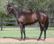 Two bargain yearlings from Melbourne Premier Sale