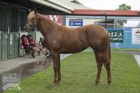 Two fillies with Magic Millions and QTIS bonuses!