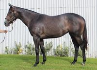 Two late additions from Inglis Easter Yearling Sale
