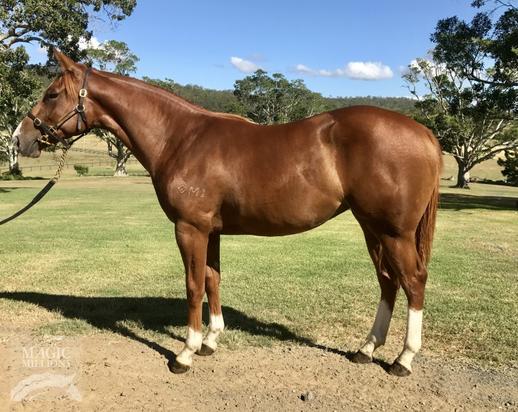 Star Witness X Cooper