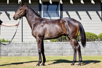 Trio of NZ colts join Proven Thoroughbreds