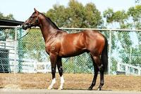 Proven Thoroughbreds ups the ante with high quality stallion prospect