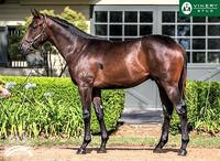 DISSIDENT colt first buy for 2018!