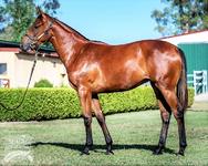 Close relation to Guy’s ROCHA joins Proven Thoroughbreds