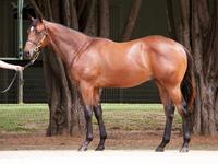 HINCHINBROOK and SO YOU THINK colts join Proven Thoroughbreds