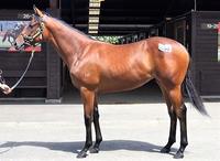 Another three from Karaka!
