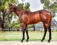 Proven Thoroughbreds buys close relation to Cox Plate winner