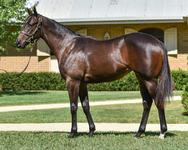 Half-sister to G1 performer from Inglis Premier!
