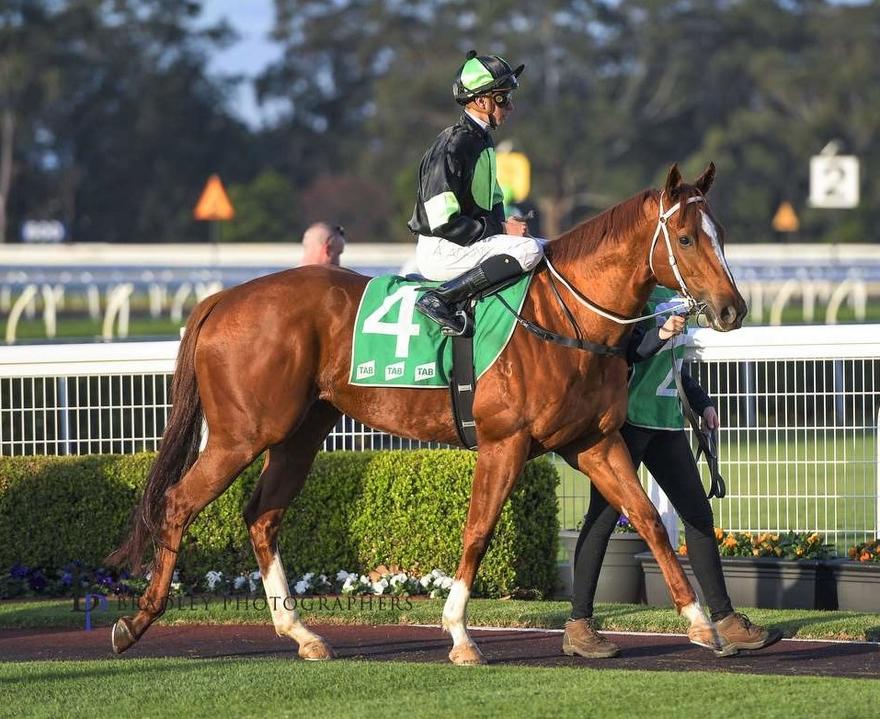 Argent D'or Warwick Farm.jpg