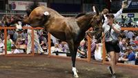 Magic Millions wrap - Proven buys 8!