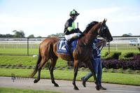 NICCONITA Country Champs bound after Newcastle win