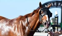 O’Dea 4yos to the fore again!