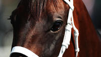 Winx...acknowledging greatness