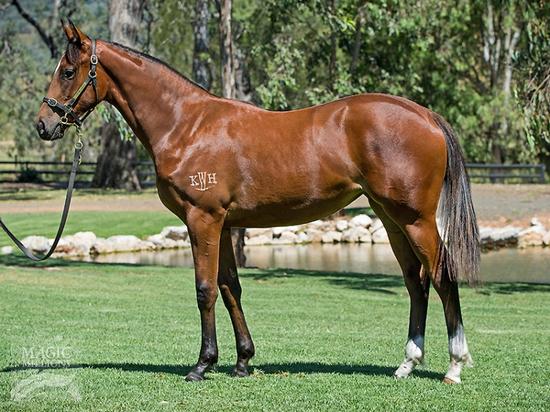 I Am Invincible X Viennese Lass Filly