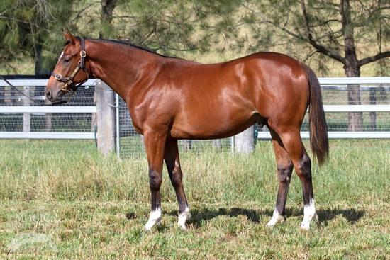 Not A Single Doubt X Busking Colt