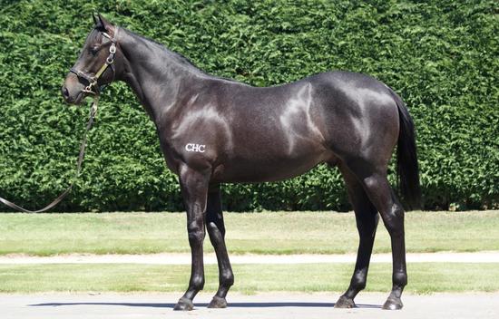 Dundeel X Incredulous Colt