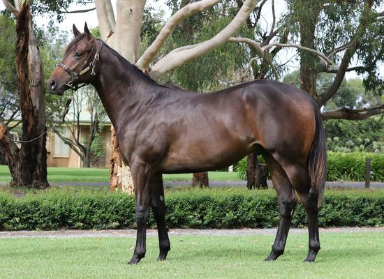 Denman X Skidoodle Colt